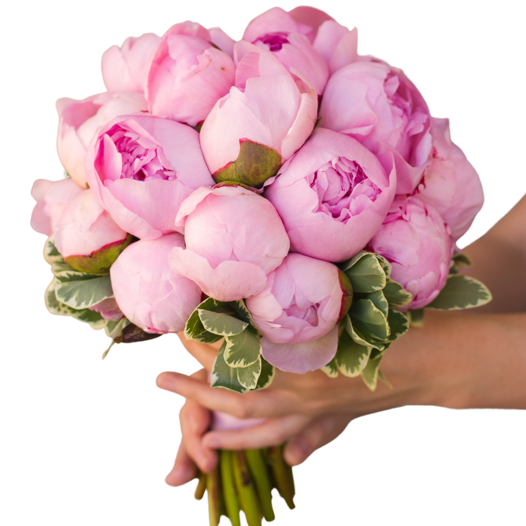 Peonies